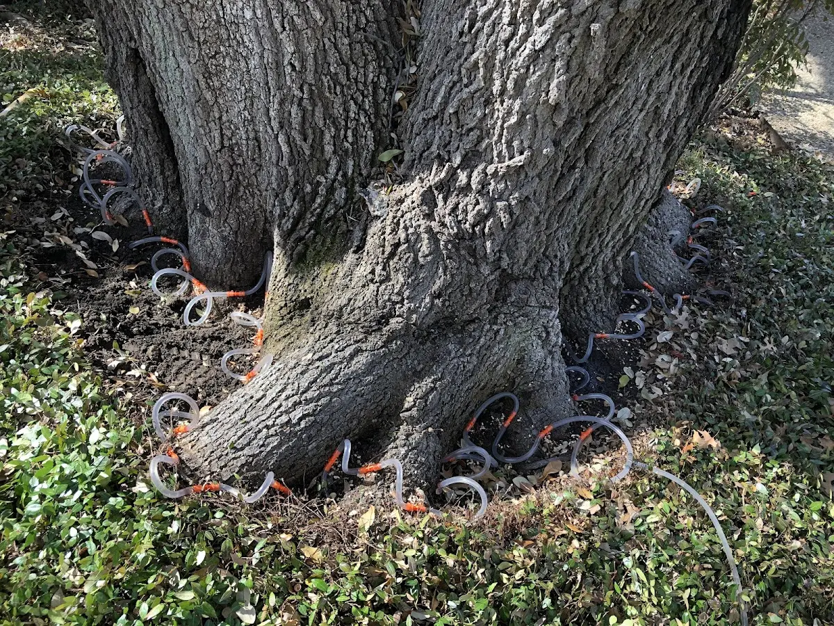 Detailed Tree Cabling and Bracing job site in Waukegan