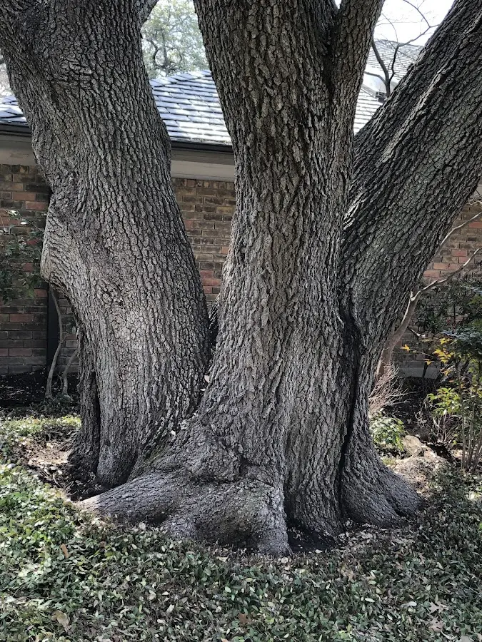Mature heritage tree close to a Waukegan property cared for by certified arborists